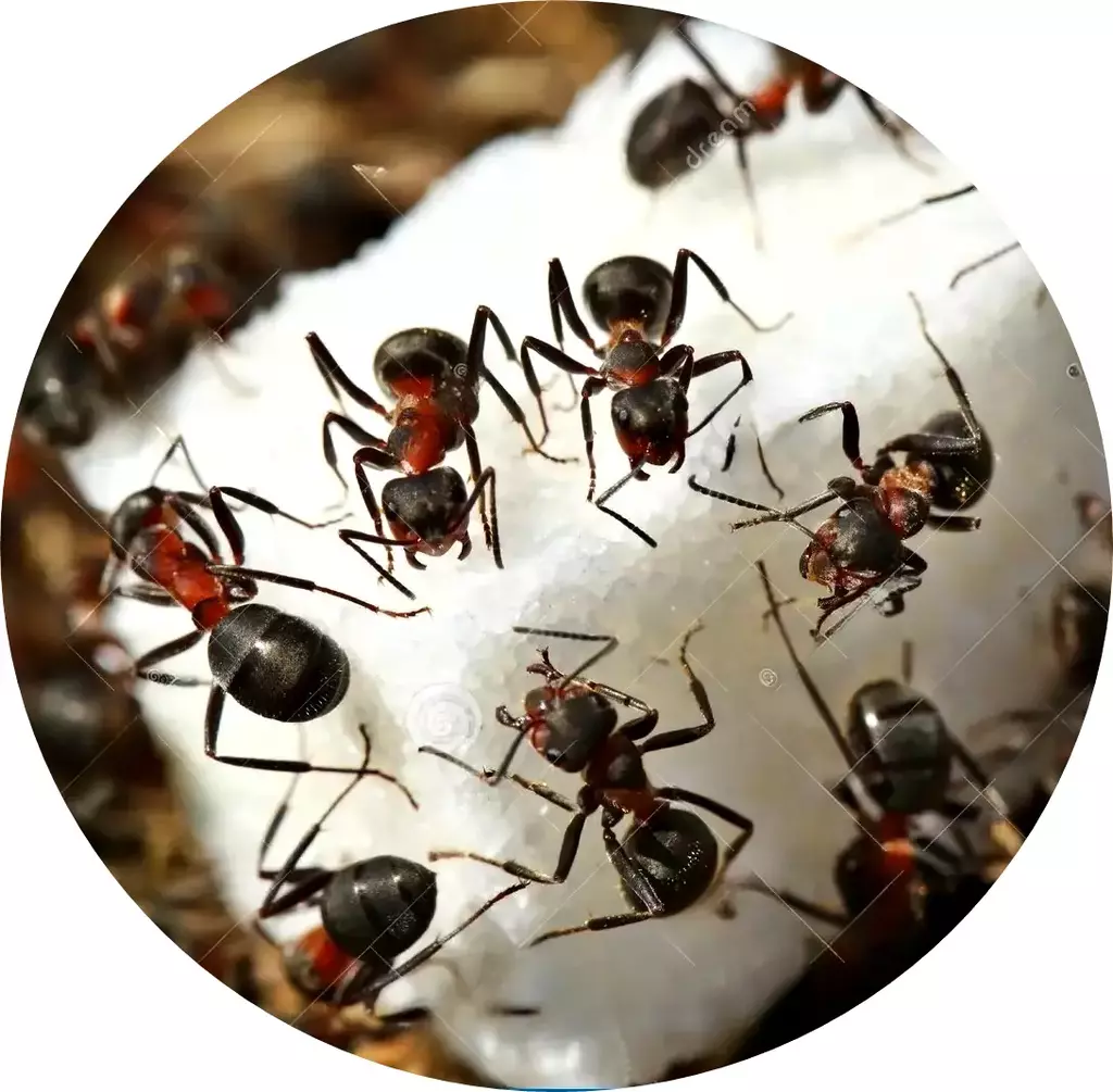 ants-eating-sugar-black-close-up-56991301