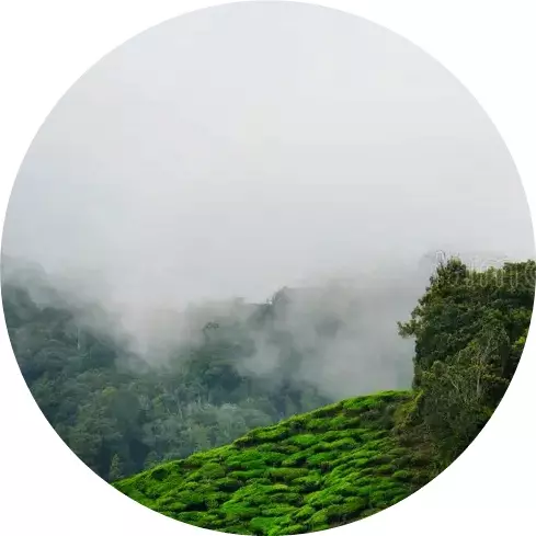 monsunwolke-ein-bild-von-nebel-auf-hügel-und-teeplantage-tagsüber-302191541