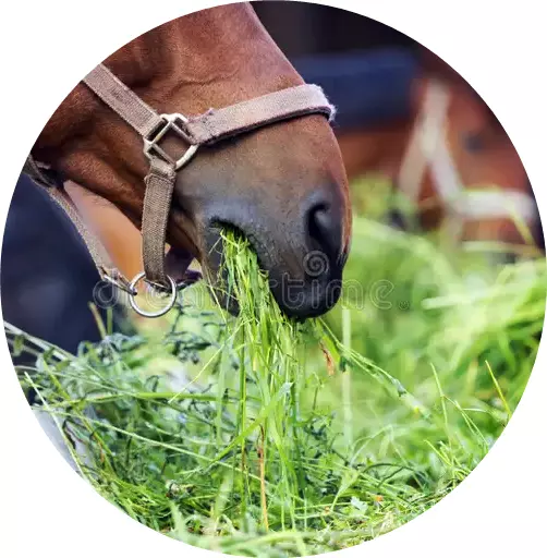 pferd-das-heu-isst-28742537